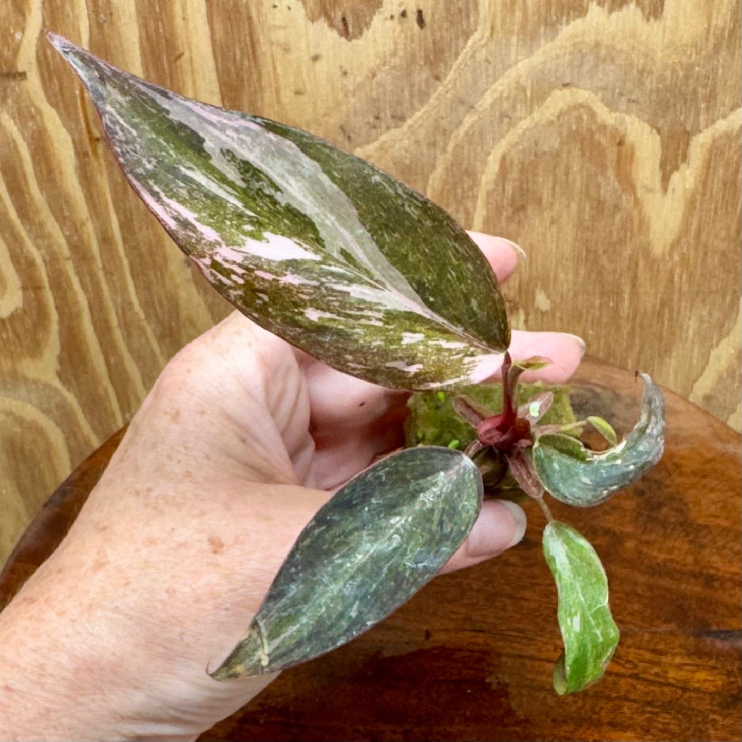 Scapeshop.com.au Terrarium Plant Pink Princess Philodendron Plug Buy Pink Princess Philodendron Terrarium Plant Scapeshop Australia