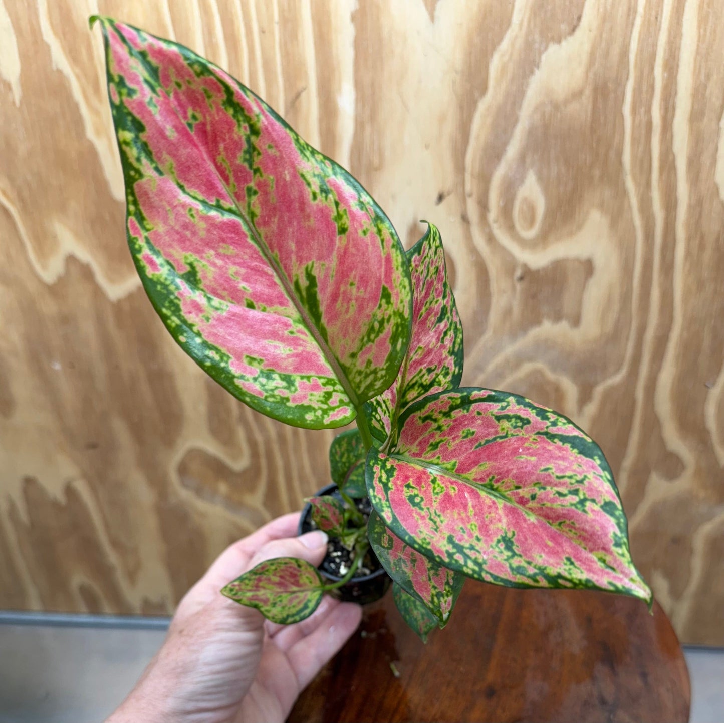 Scapeshop.com.au Terrarium Plant Rich Red Aglaonema Plug Bu Rich Red Aglaonema Terrarium Plant from Scapeshop Australia