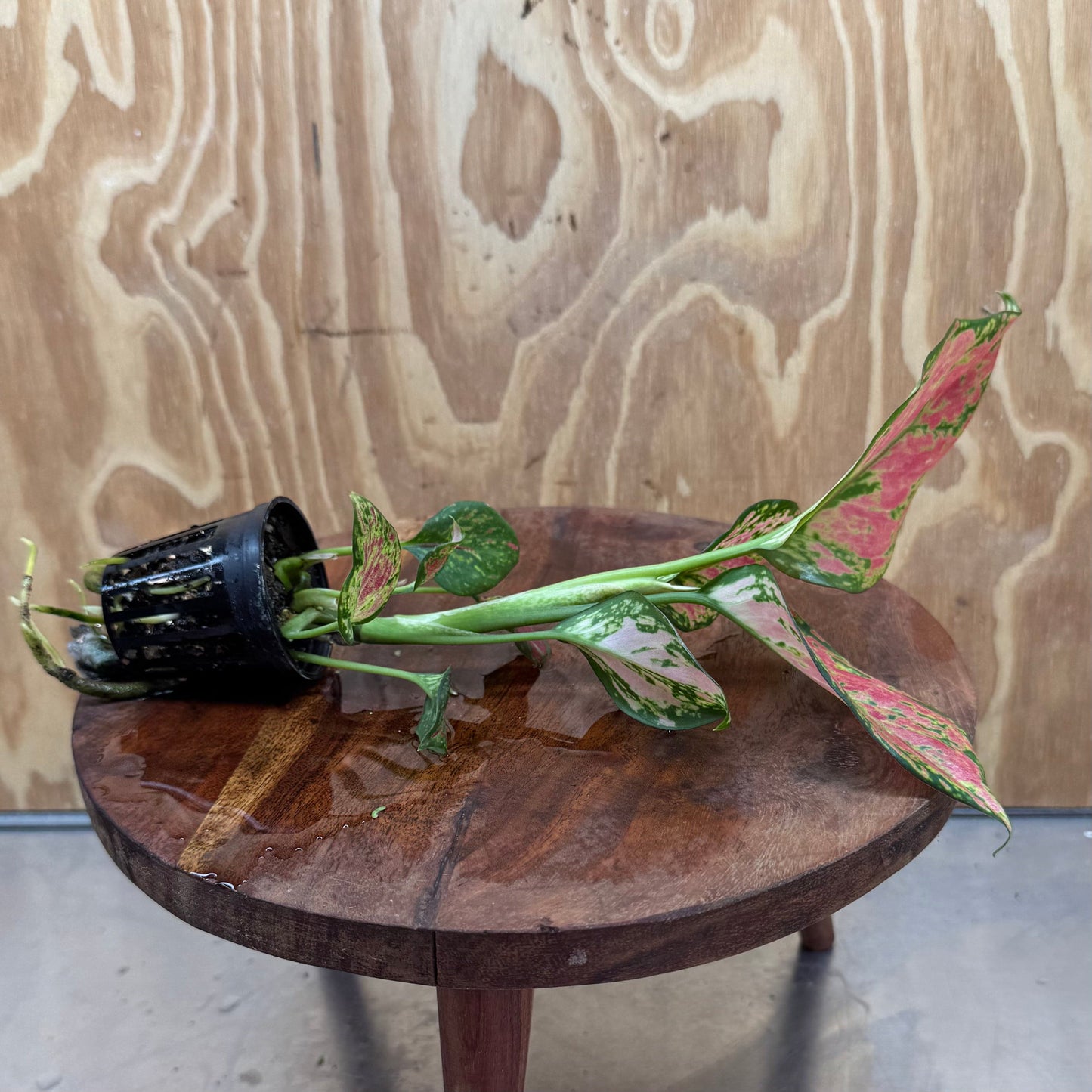 Scapeshop.com.au Terrarium Plant Rich Red Aglaonema Plug Bu Rich Red Aglaonema Terrarium Plant from Scapeshop Australia