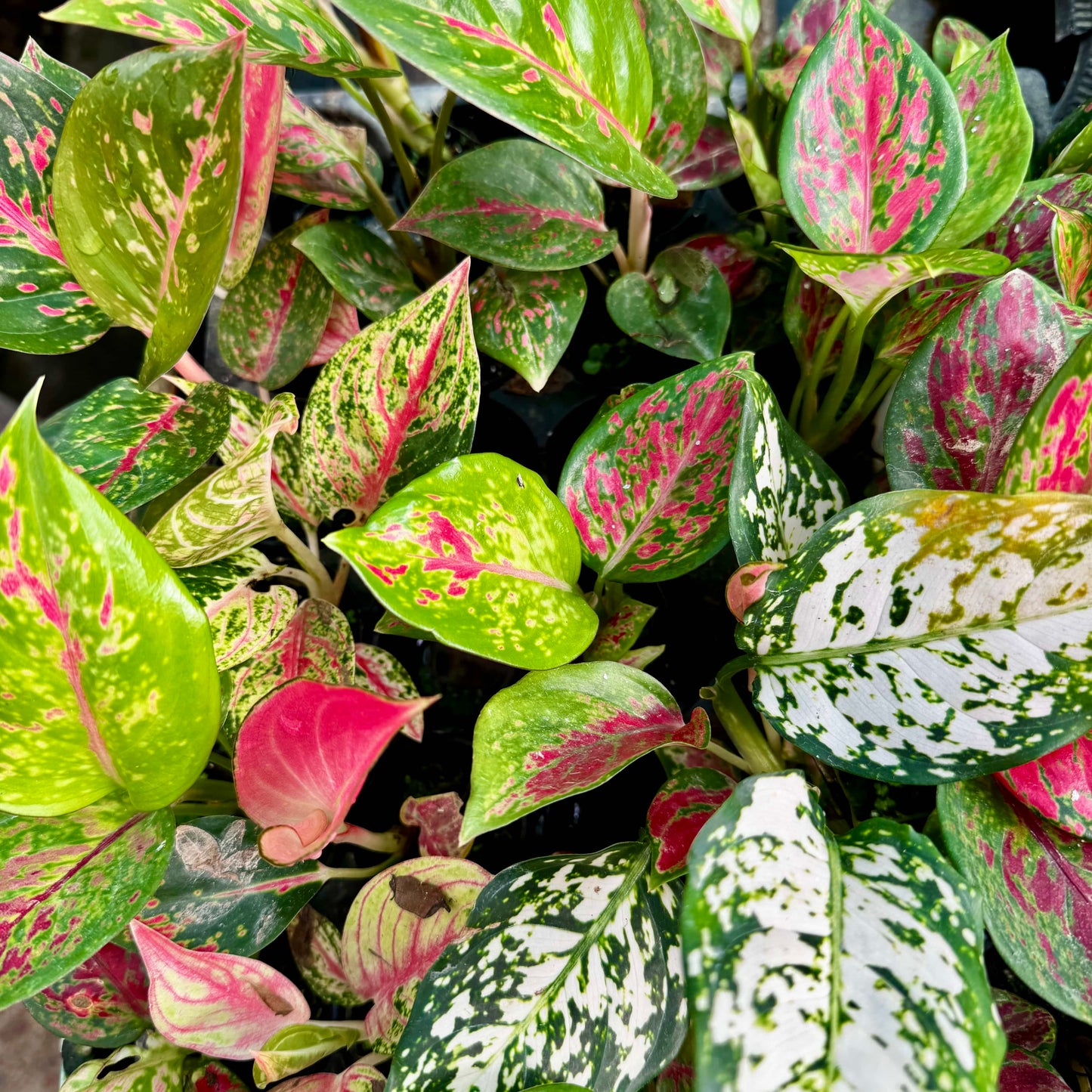 Scapeshop.com.au Terrarium Plant Six Assorted Aglaonema Plugs (Save 10%) Buy Assorted Aglaonema Terrarium Plant Bundle from Scapeshop Australia