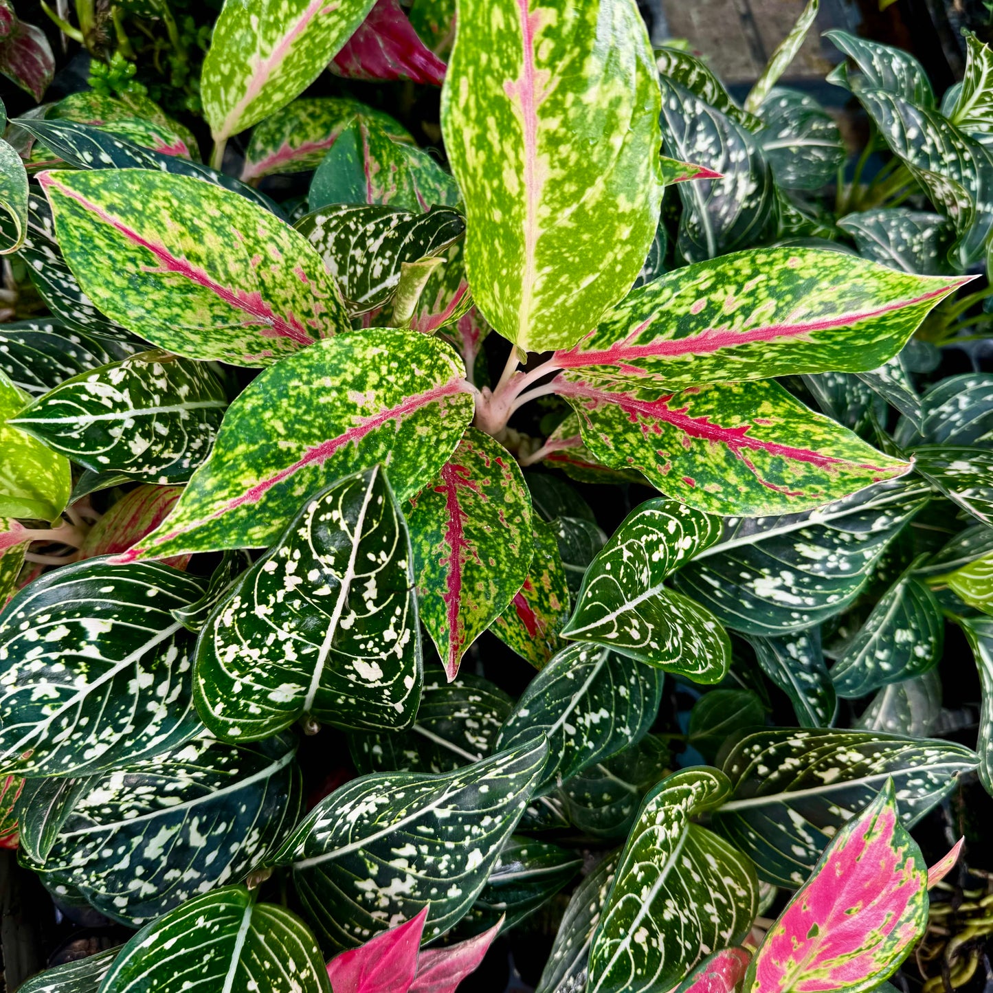 Scapeshop.com.au Terrarium Plant Six Assorted Aglaonema Plugs (Save 10%) Buy Assorted Aglaonema Terrarium Plant Bundle from Scapeshop Australia