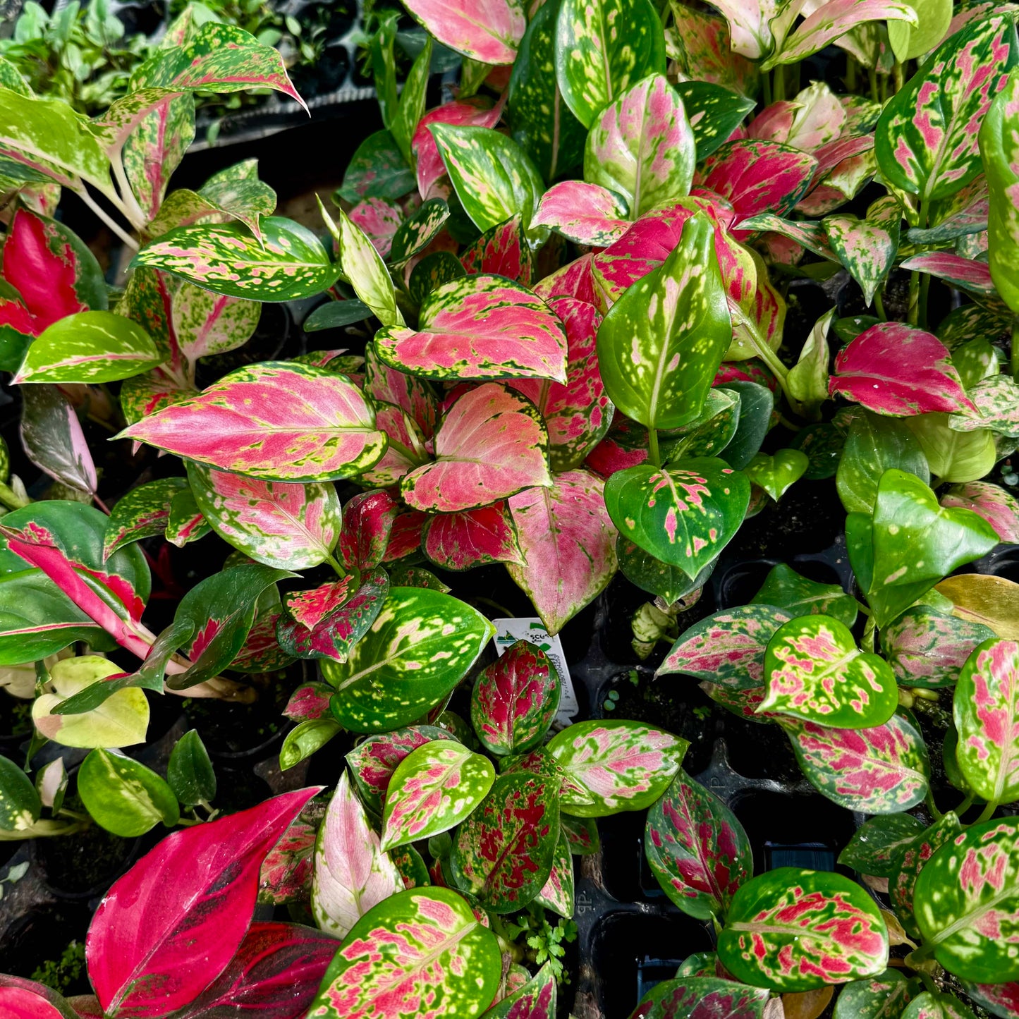 Scapeshop.com.au Terrarium Plant Six Assorted Aglaonema Plugs (Save 10%) Buy Assorted Aglaonema Terrarium Plant Bundle from Scapeshop Australia