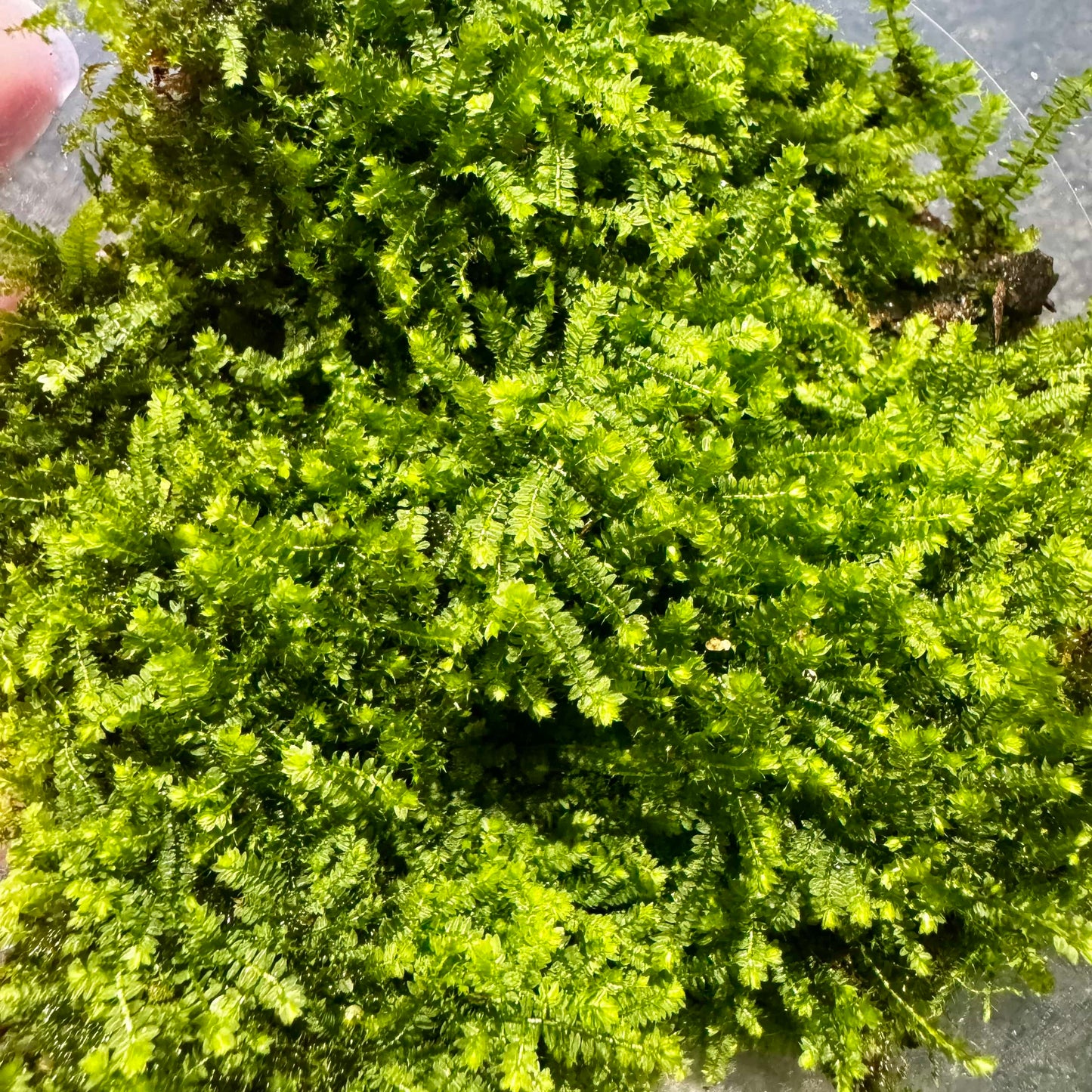 Scapeshop.com.au Terrarium Plant Terrarium Moss Buy Terrarium or Plaudarium Moss for your miniature landscapes