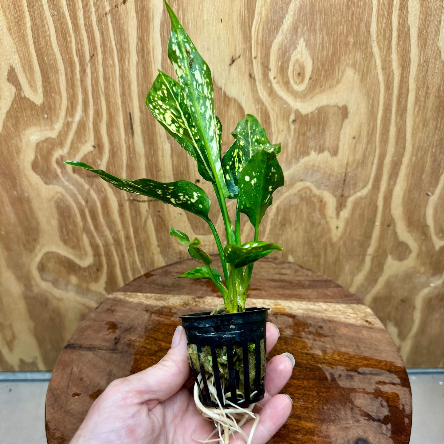 Scapeshop.com.au Terrarium Plant Thai Snowflake Aglaonema Plug Buy Thai Snowflake Aglaonema Terrarium Plant from Scapeshop Australia