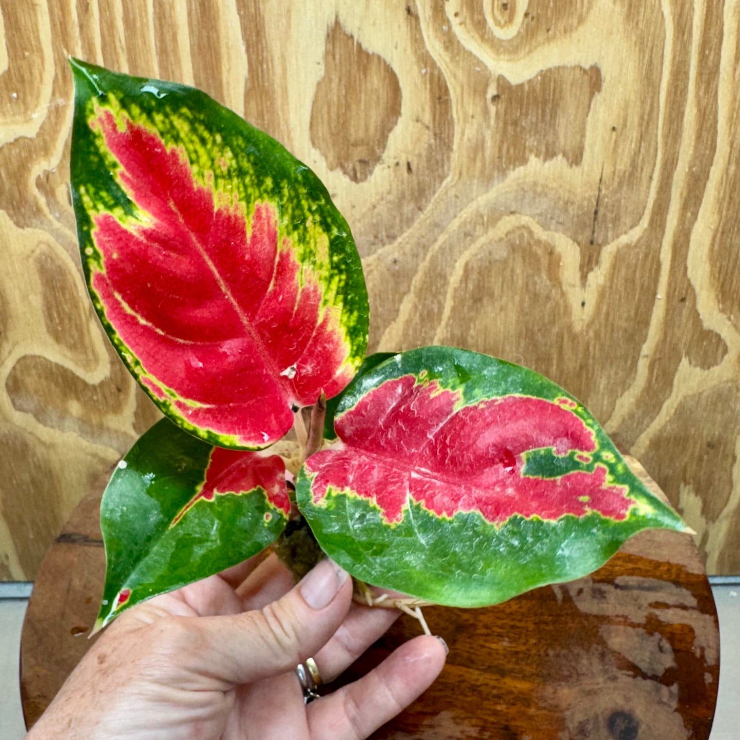 Scapeshop.com.au Terrarium Plant Thailand Red Aglaonema Plug Buy Thailand Red Aglaonema Terrarium Plant from Scapeshop Australia