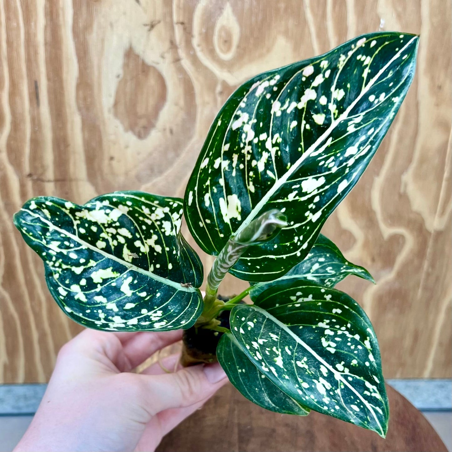 Scapeshop.com.au Terrarium Plant Tom's Pride Aglaonema Plug Buy Tom's Pride Aglaonema Terrarium Plant from Scapeshop Australia