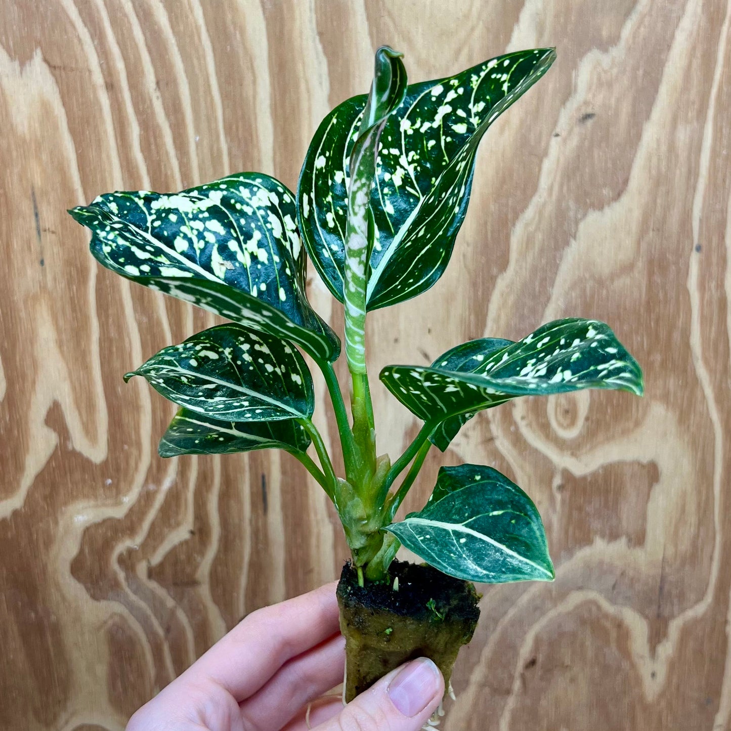 Scapeshop.com.au Terrarium Plant Tom's Pride Aglaonema Plug Buy Tom's Pride Aglaonema Terrarium Plant from Scapeshop Australia