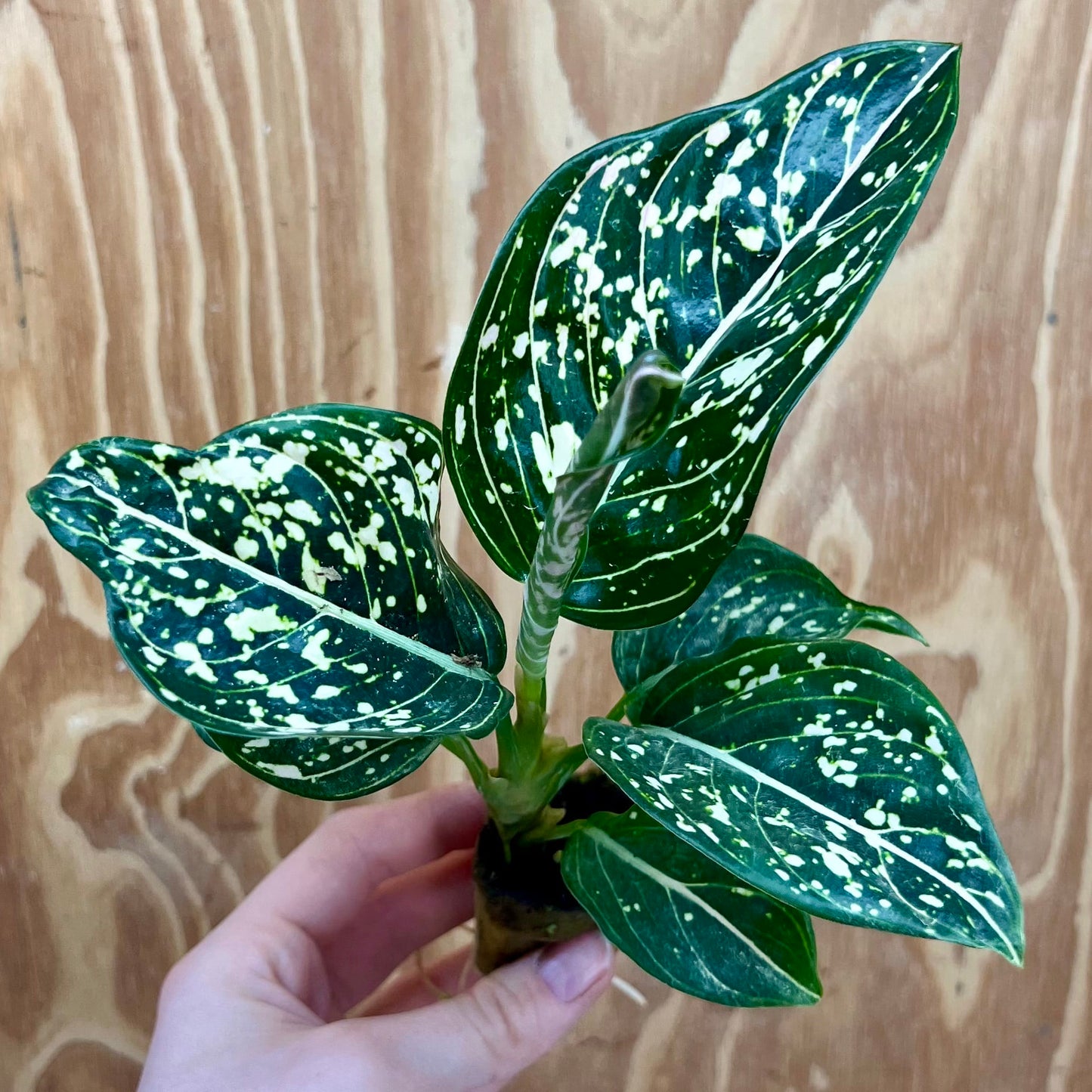 Scapeshop.com.au Terrarium Plant Tom's Pride Aglaonema Plug Buy Tom's Pride Aglaonema Terrarium Plant from Scapeshop Australia