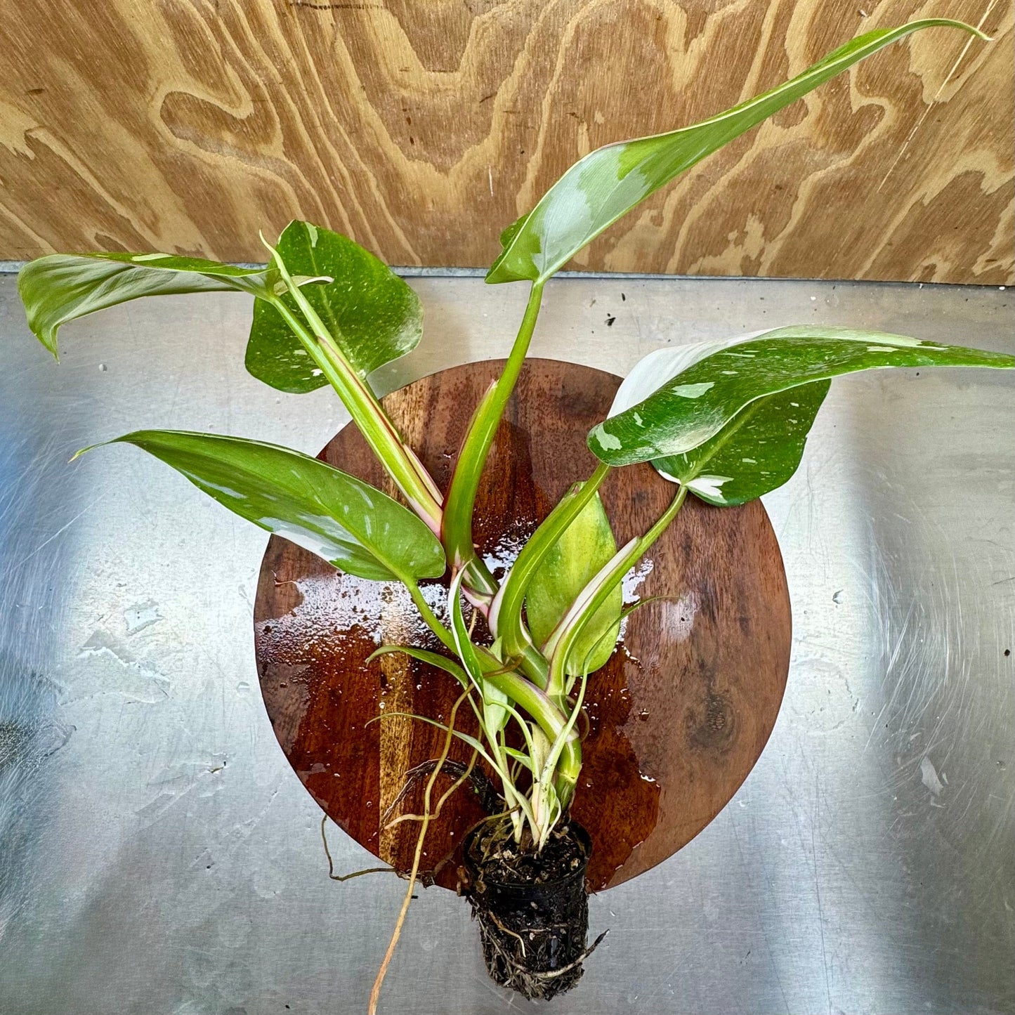 Scapeshop.com.au Terrarium Plant White Princess Philodendron 5cm Pot Buy White Princess Philodendron Terrarium Plant Scapeshop Australia