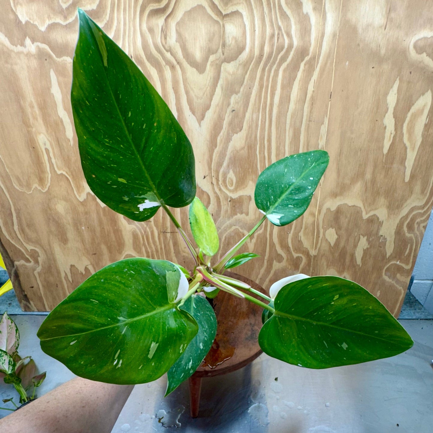 Scapeshop.com.au Terrarium Plant White Princess Philodendron 5cm Pot Buy White Princess Philodendron Terrarium Plant Scapeshop Australia