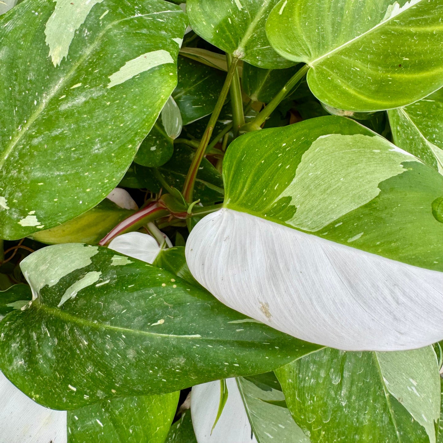 Scapeshop.com.au Terrarium Plant White Princess Philodendron 5cm Pot Buy White Princess Philodendron Terrarium Plant Scapeshop Australia