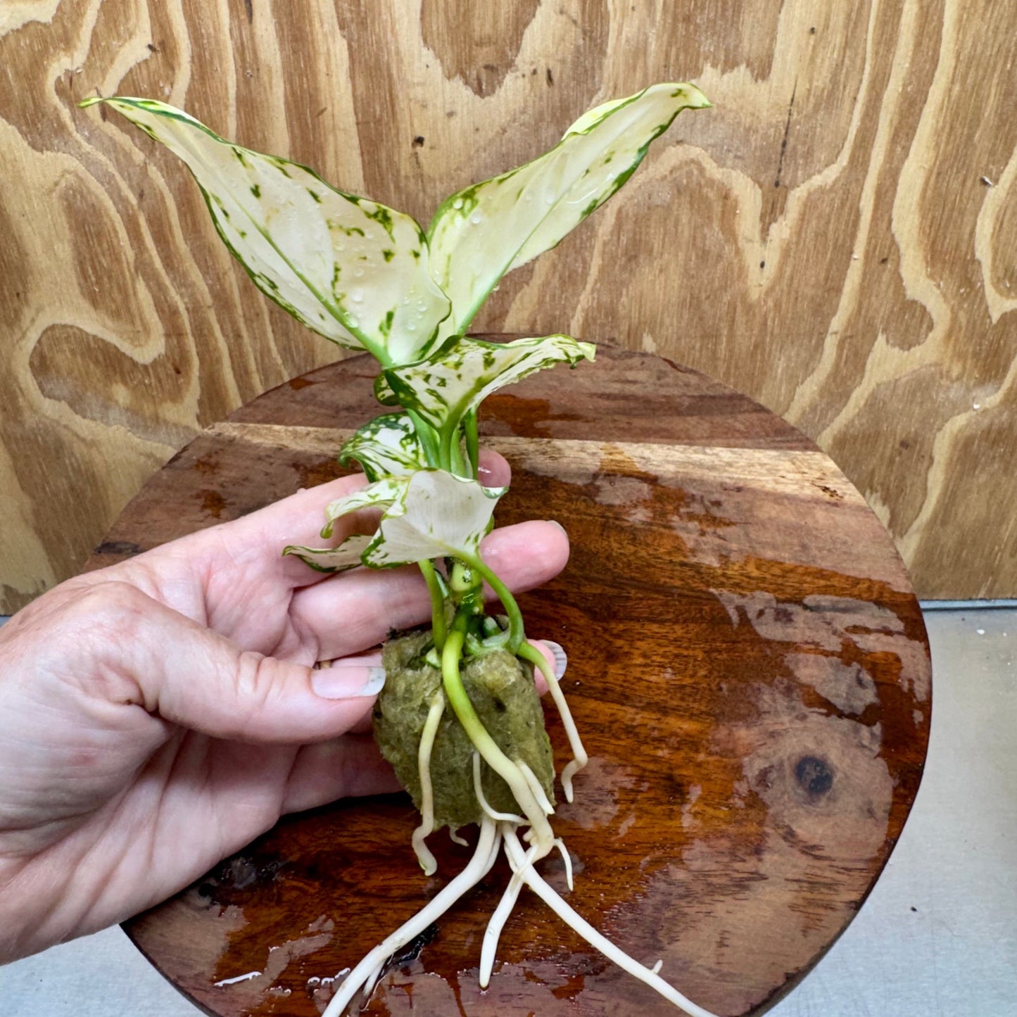 Scapeshop.com.au Terrarium Plant White Valentine Aglaonema Plug Buy White Valentine Aglaonema Terrarium Plant from Scapeshop Australia