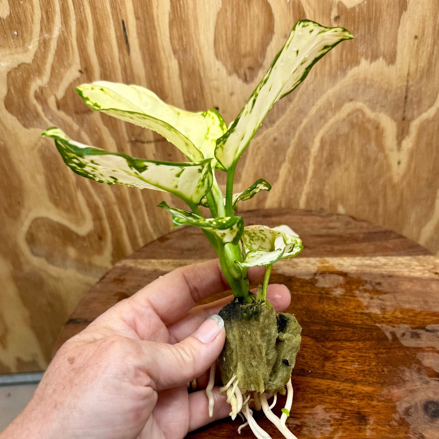 Scapeshop.com.au Terrarium Plant White Valentine Aglaonema Plug Buy White Valentine Aglaonema Terrarium Plant from Scapeshop Australia
