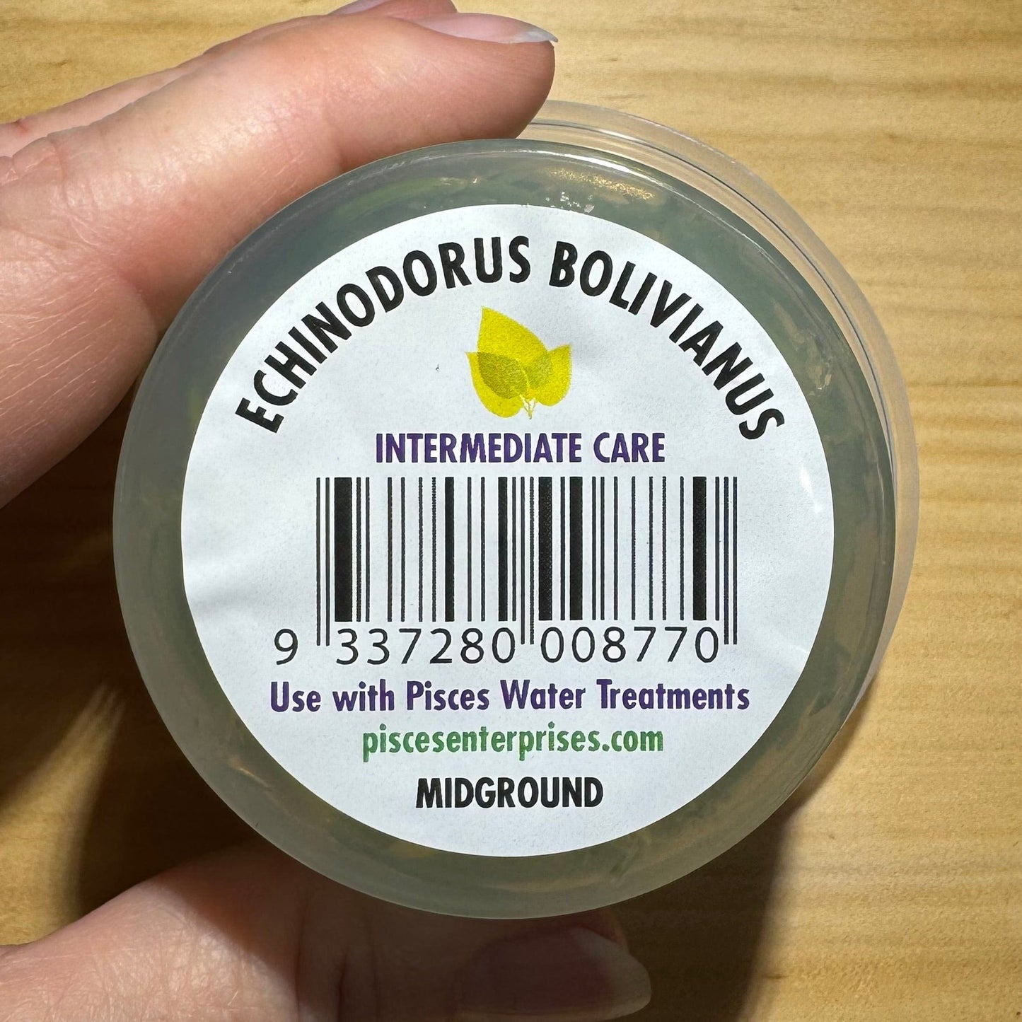 Pisces Enterprises Tissue Culture Echinodorus Bolivianus (Rusby) Holm Tissue Culture