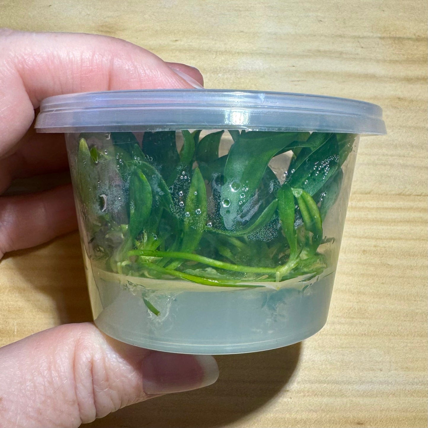 Pisces Enterprises Tissue Culture Echinodorus Bolivianus (Rusby) Holm Tissue Culture