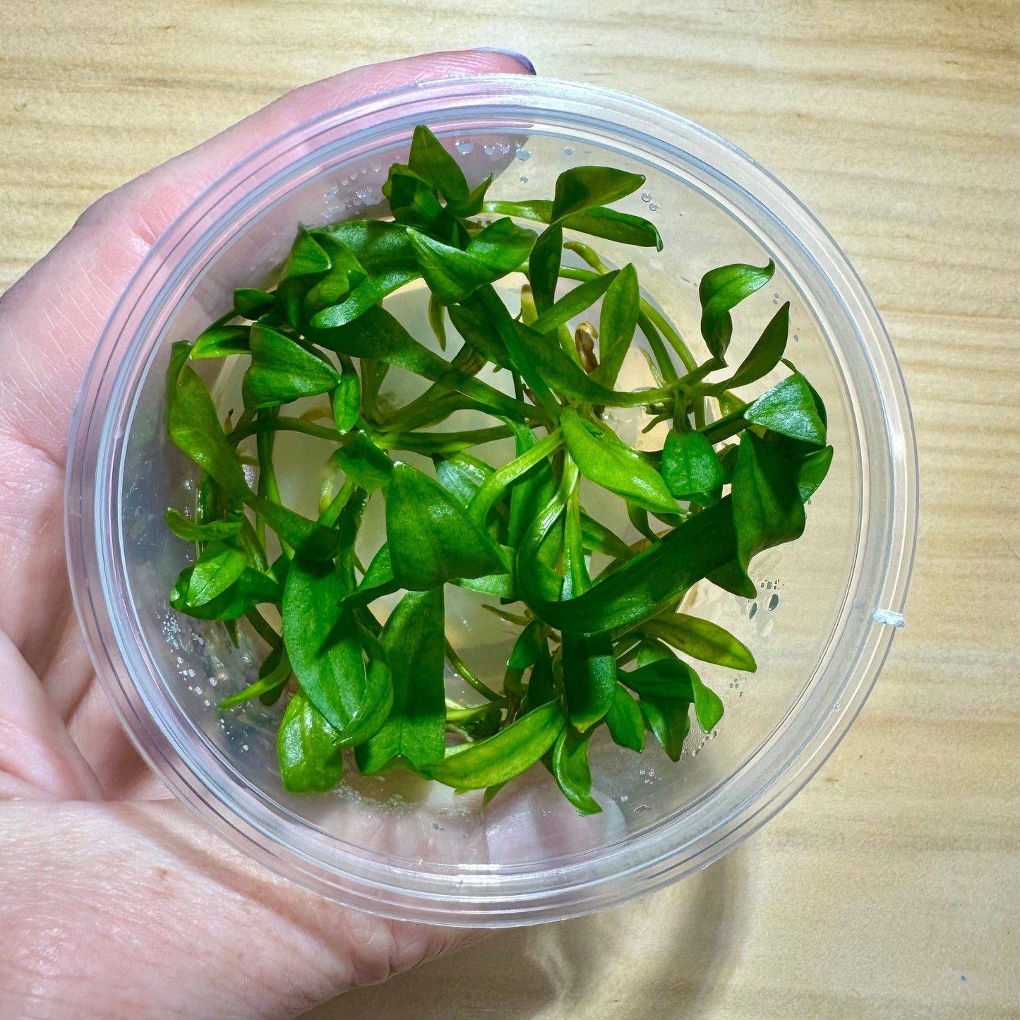 Pisces Enterprises Tissue Culture Echinodorus Bolivianus (Rusby) Holm Tissue Culture