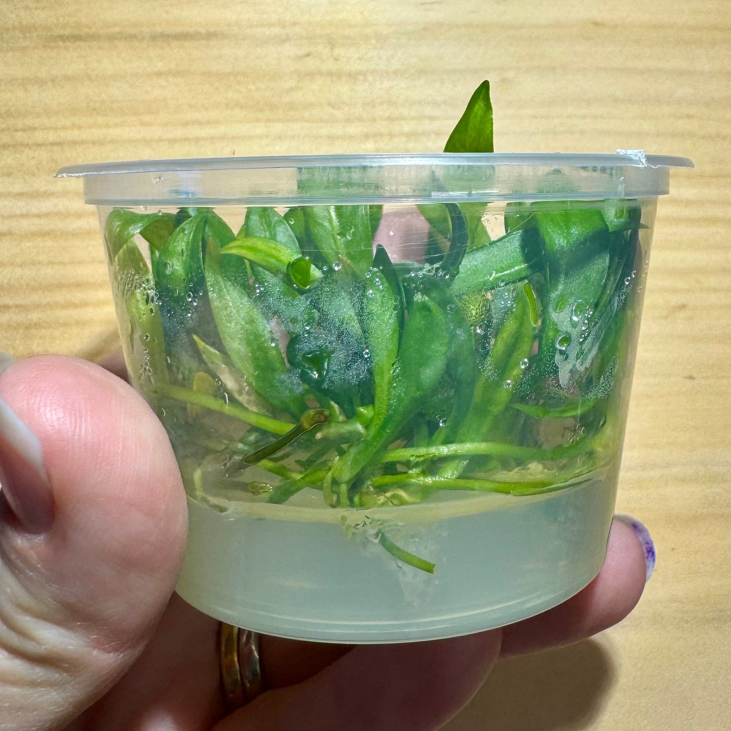 Pisces Enterprises Tissue Culture Echinodorus Bolivianus (Rusby) Holm Tissue Culture