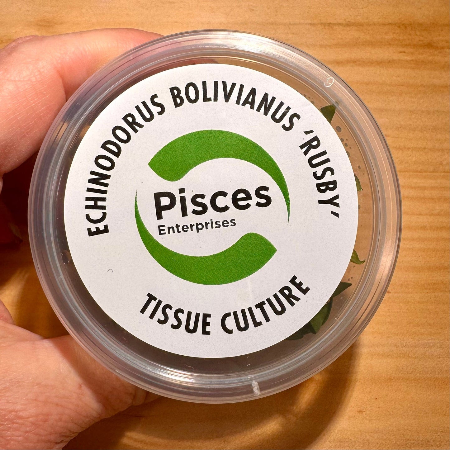 Pisces Enterprises Tissue Culture Echinodorus Bolivianus (Rusby) Holm Tissue Culture