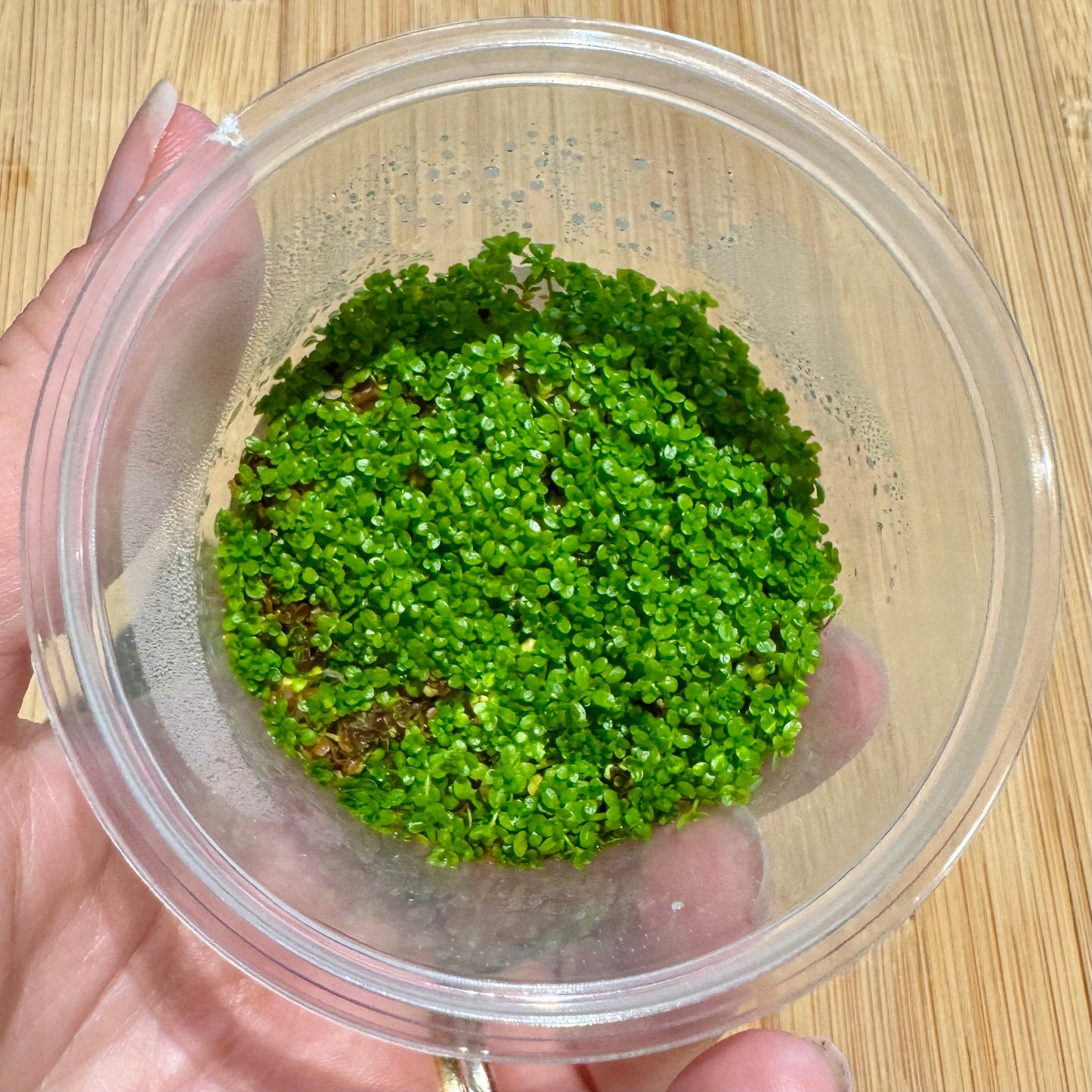 Pisces Enterprises Tissue Culture Hemianthus callitrichoides Tissue Culture"Cuba" Hemianthus callitrichoides Tissue Culture"Cuba"