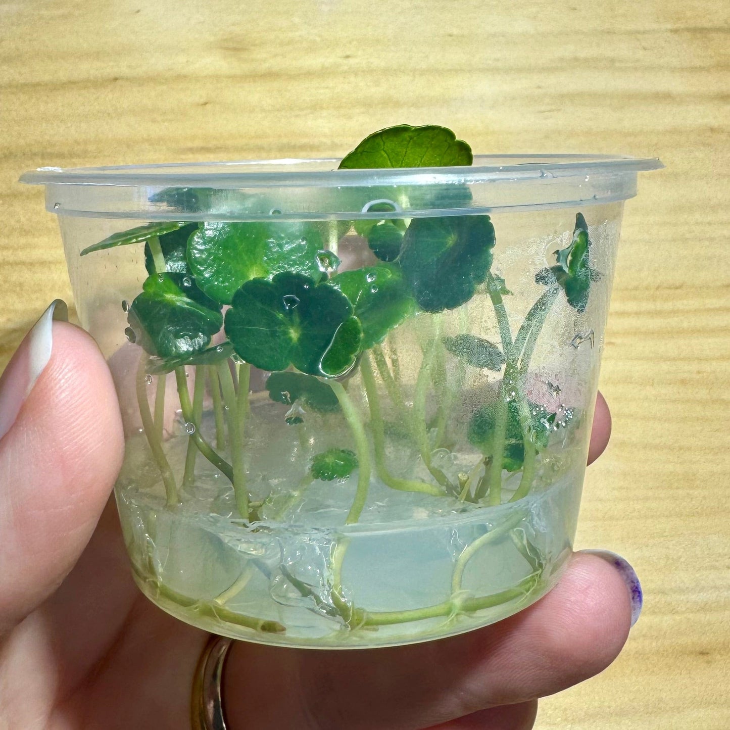 Pisces Enterprises Tissue Culture Hydrocotyle verticillata ~ “Shield Penny”Tissue Culture