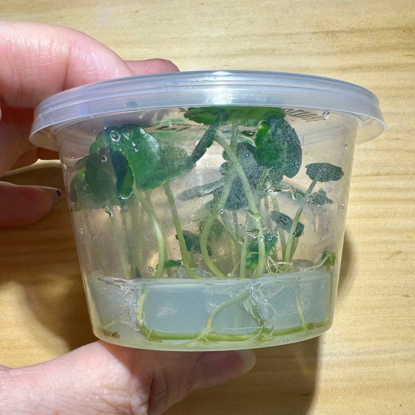 Pisces Enterprises Tissue Culture Hydrocotyle verticillata ~ “Shield Penny”Tissue Culture