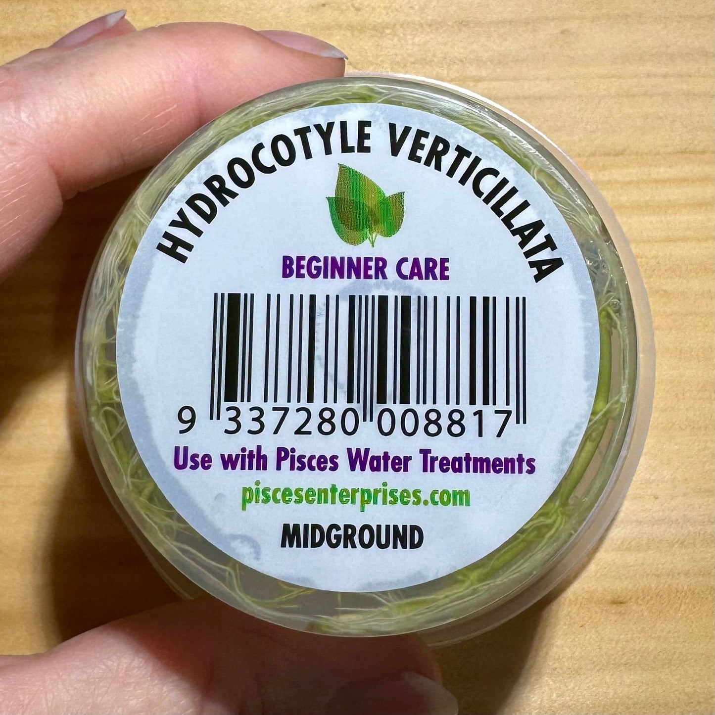 Pisces Enterprises Tissue Culture Hydrocotyle verticillata ~ “Shield Penny”Tissue Culture