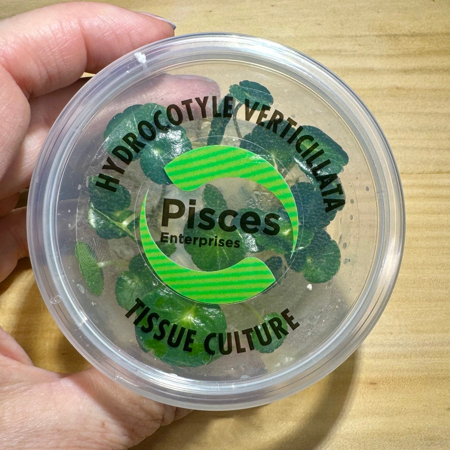 Pisces Enterprises Tissue Culture Hydrocotyle verticillata ~ “Shield Penny”Tissue Culture