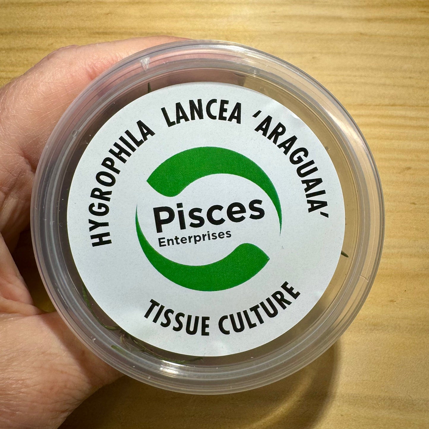 Pisces Enterprises Tissue Culture Hygrophila lancea ‘Araguaia’ Tissue Culture