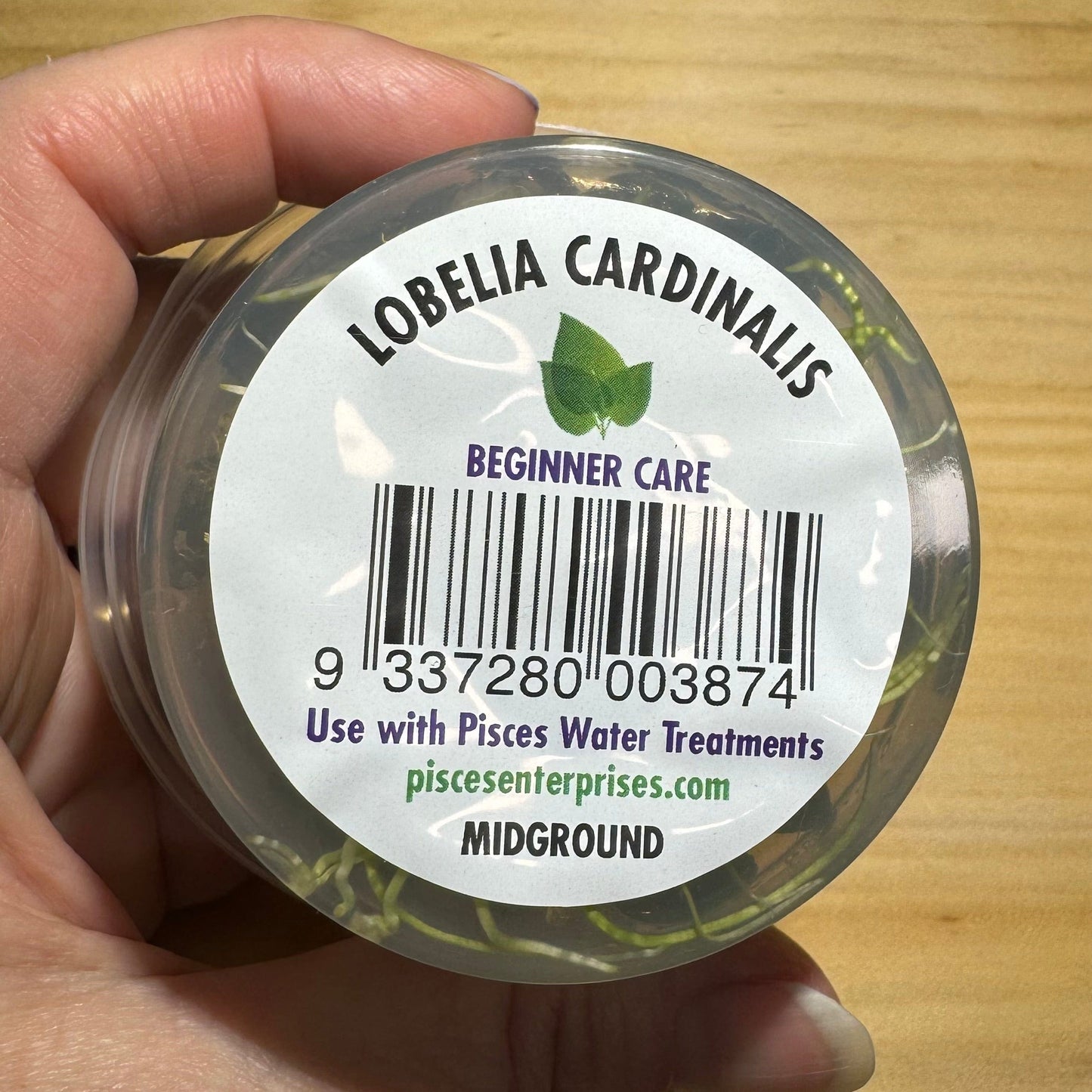 Pisces Enterprises Tissue Culture Lobelia cardinalis Tissue Culture