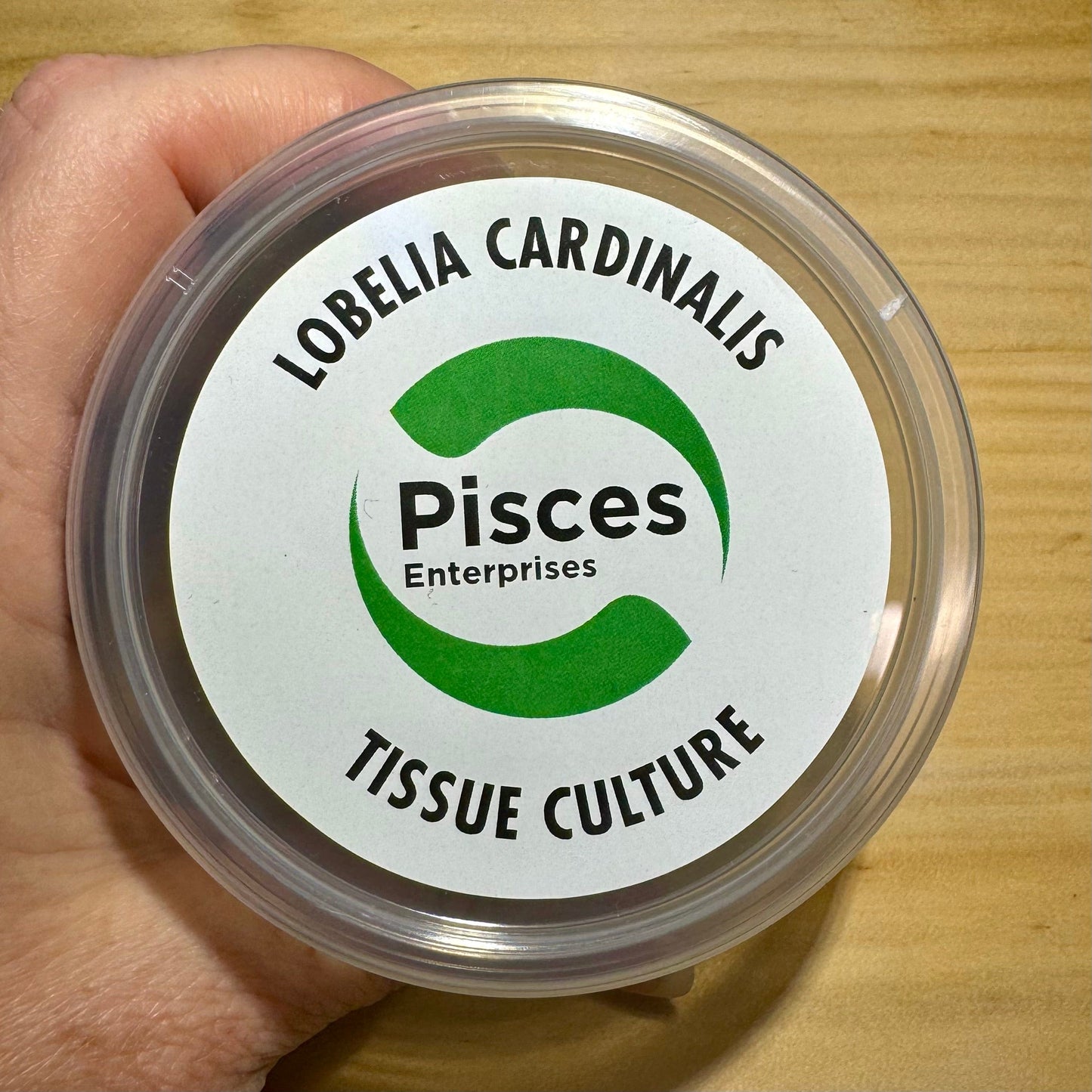 Pisces Enterprises Tissue Culture Lobelia cardinalis Tissue Culture