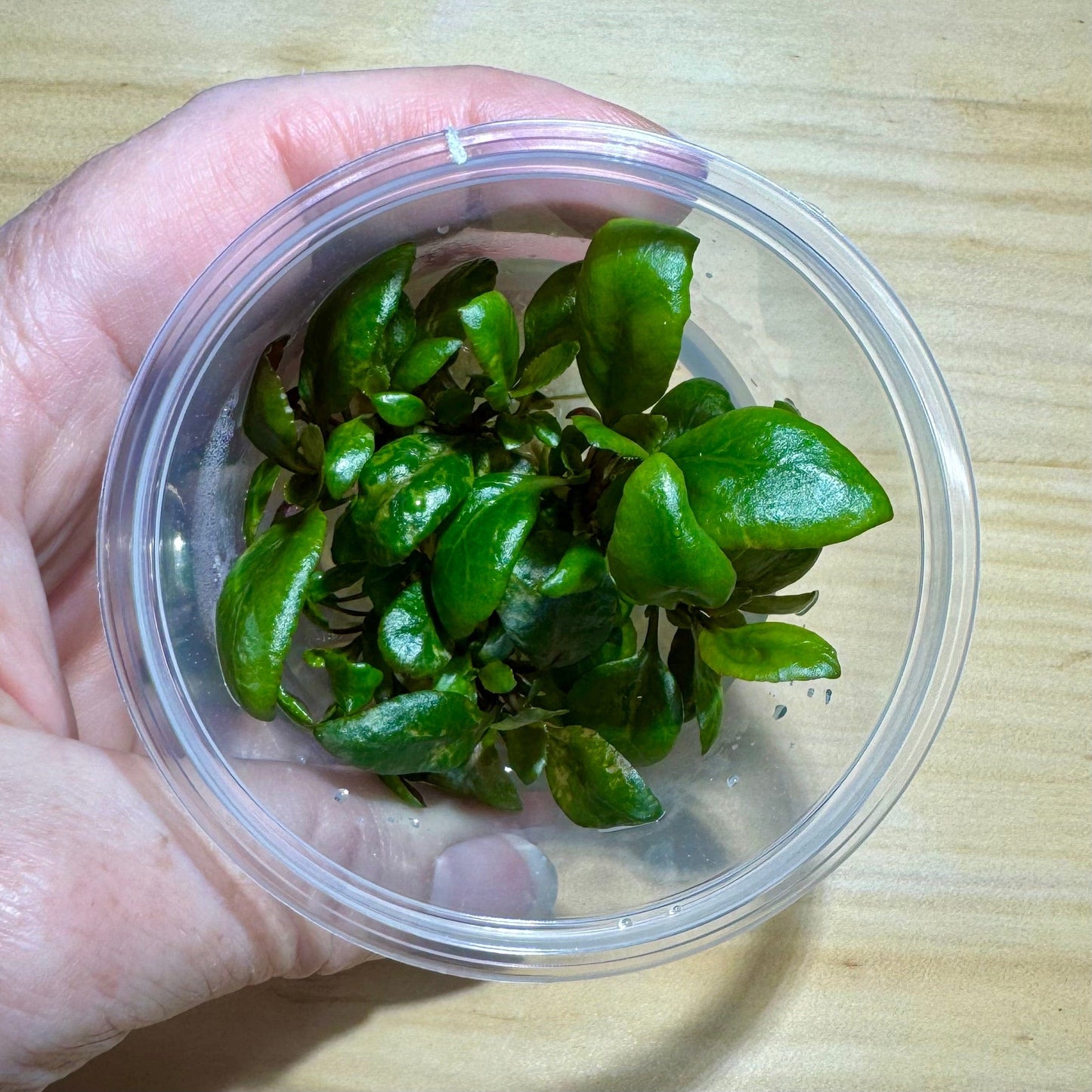 Pisces Enterprises Tissue Culture Lobelia cardinalis Tissue Culture