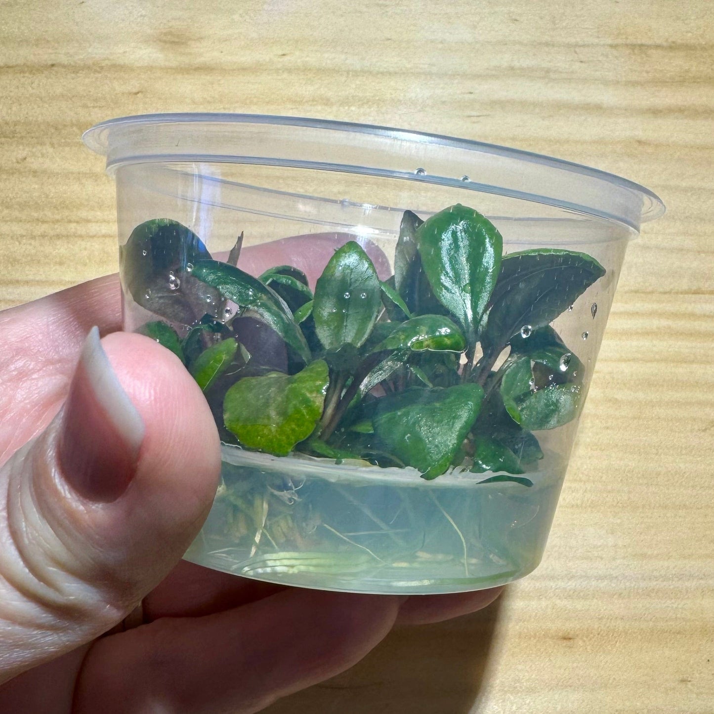 Pisces Enterprises Tissue Culture Lobelia cardinalis Tissue Culture