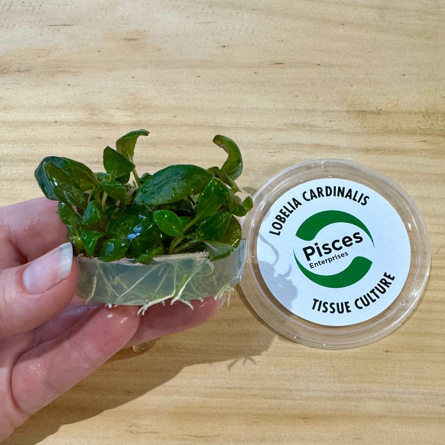Pisces Enterprises Tissue Culture Lobelia cardinalis Tissue Culture