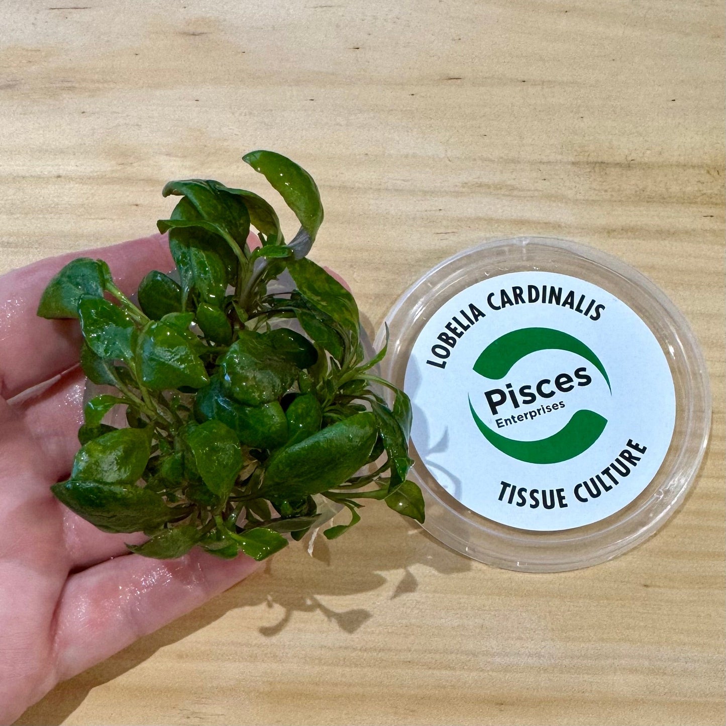 Pisces Enterprises Tissue Culture Lobelia cardinalis Tissue Culture