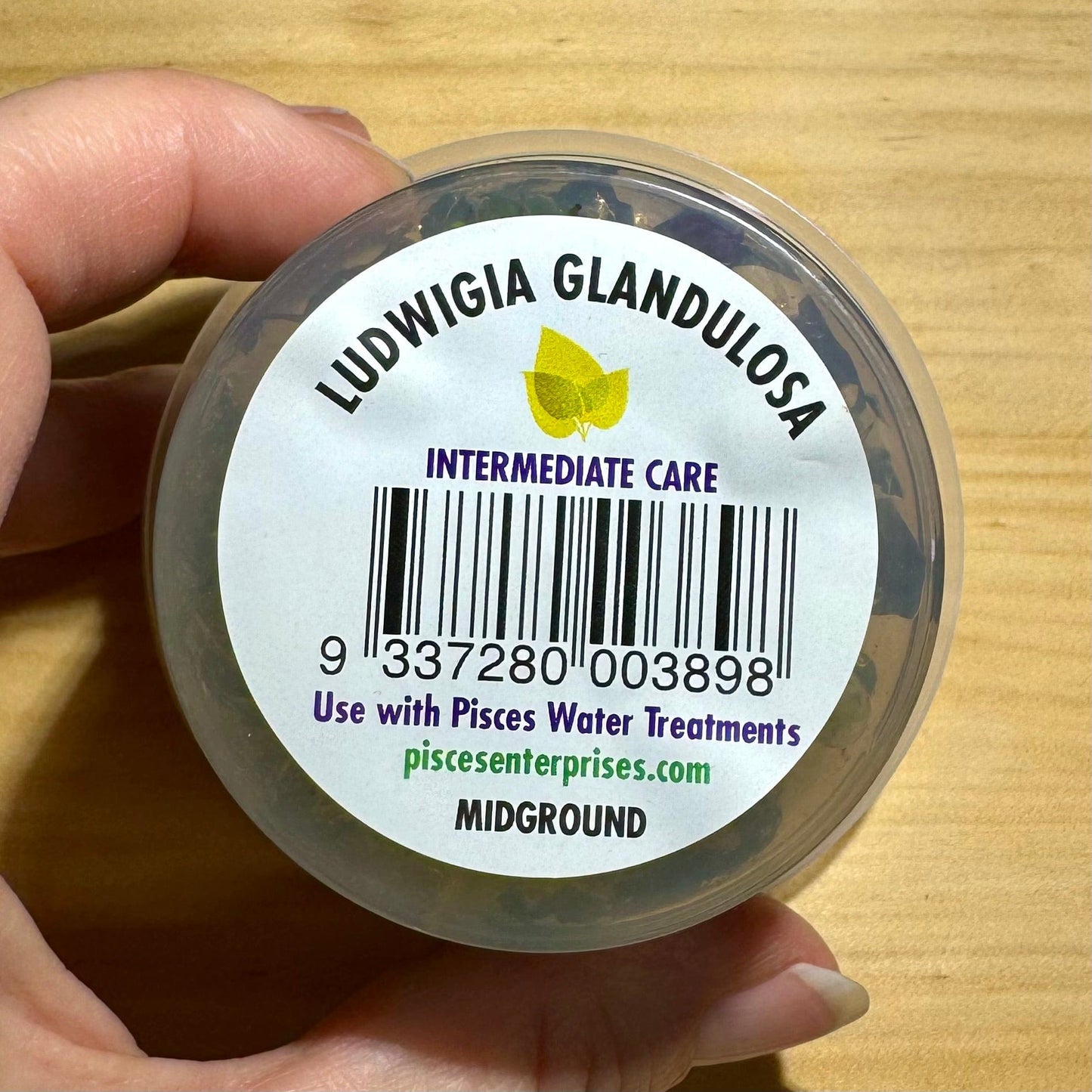 Pisces Enterprises Tissue Culture Ludwigia glandulosa Tissue Culture