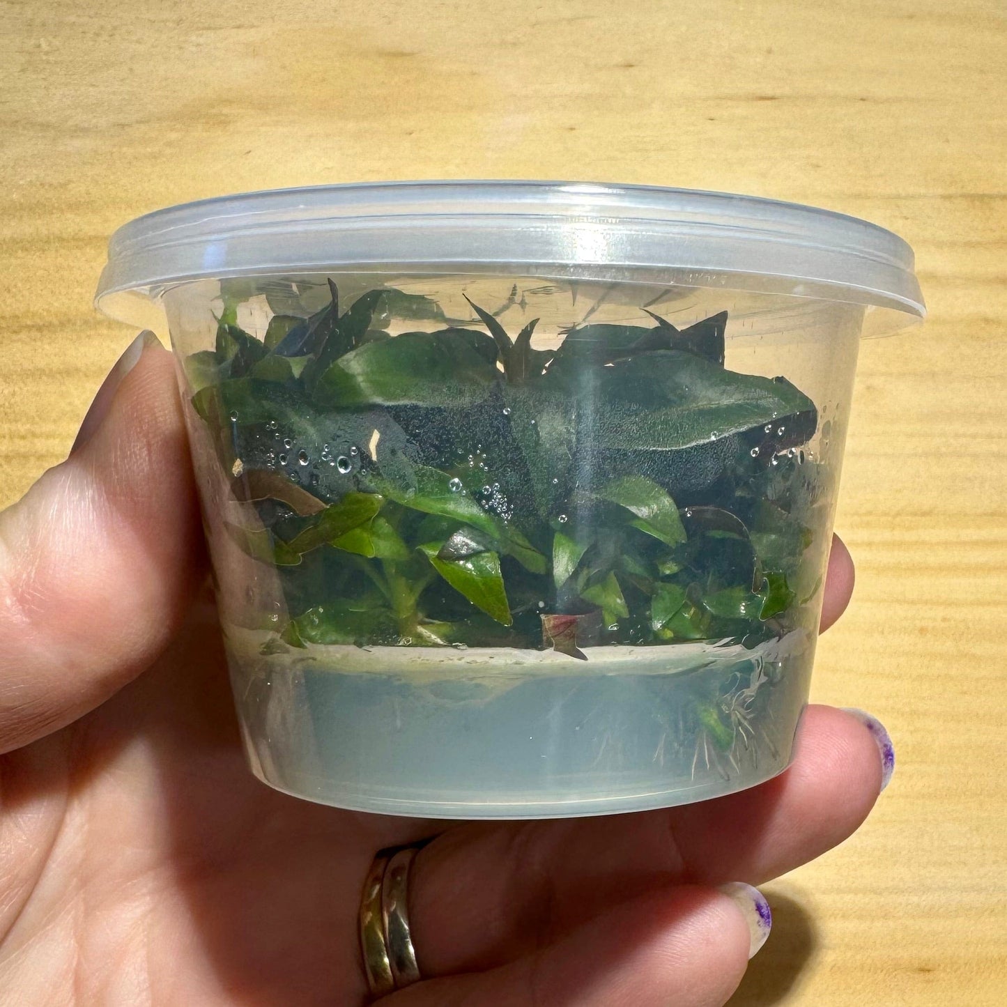 Pisces Enterprises Tissue Culture Ludwigia glandulosa Tissue Culture