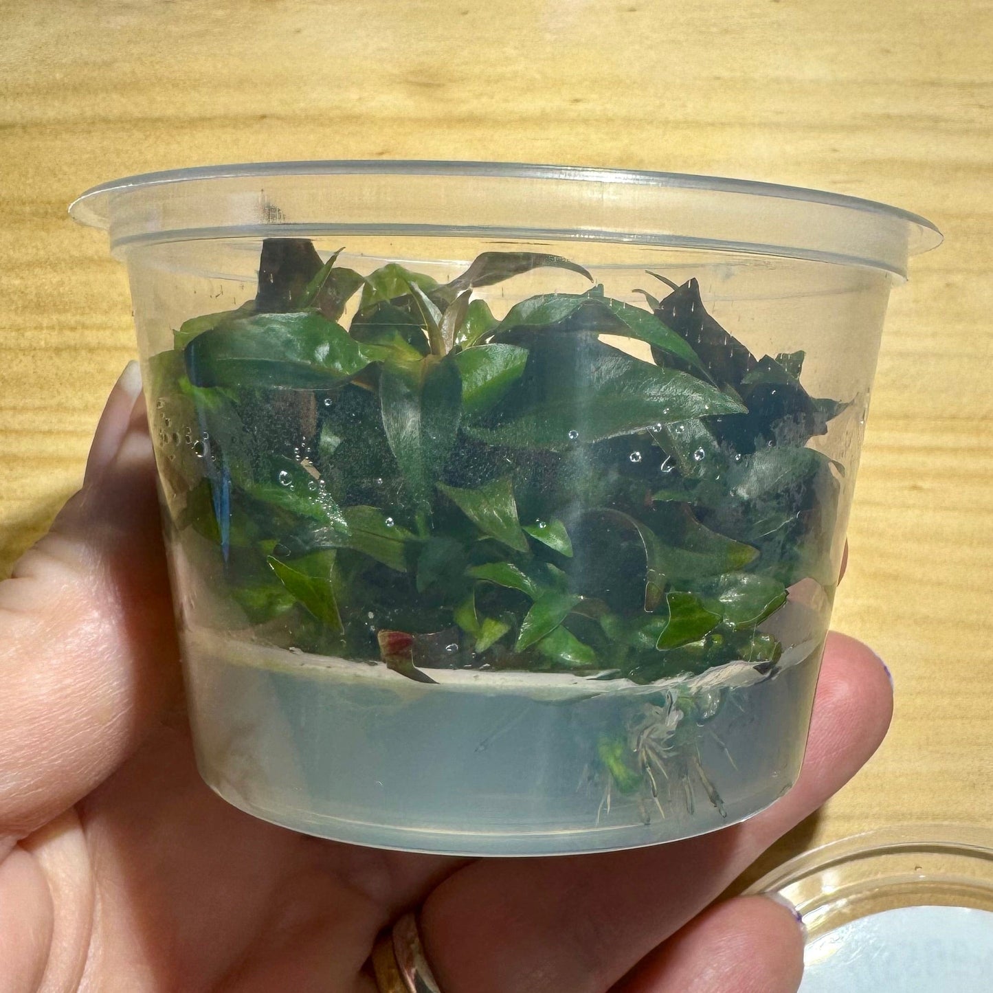 Pisces Enterprises Tissue Culture Ludwigia glandulosa Tissue Culture