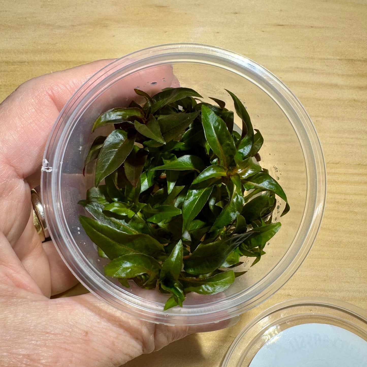 Pisces Enterprises Tissue Culture Ludwigia glandulosa Tissue Culture