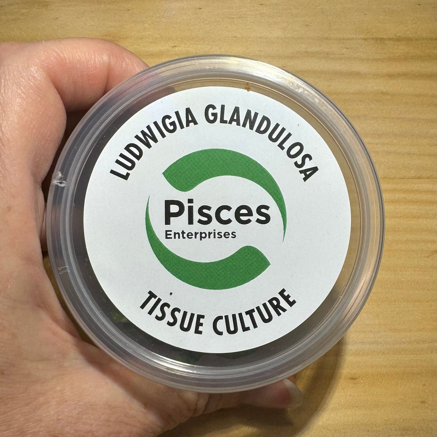 Pisces Enterprises Tissue Culture Ludwigia glandulosa Tissue Culture