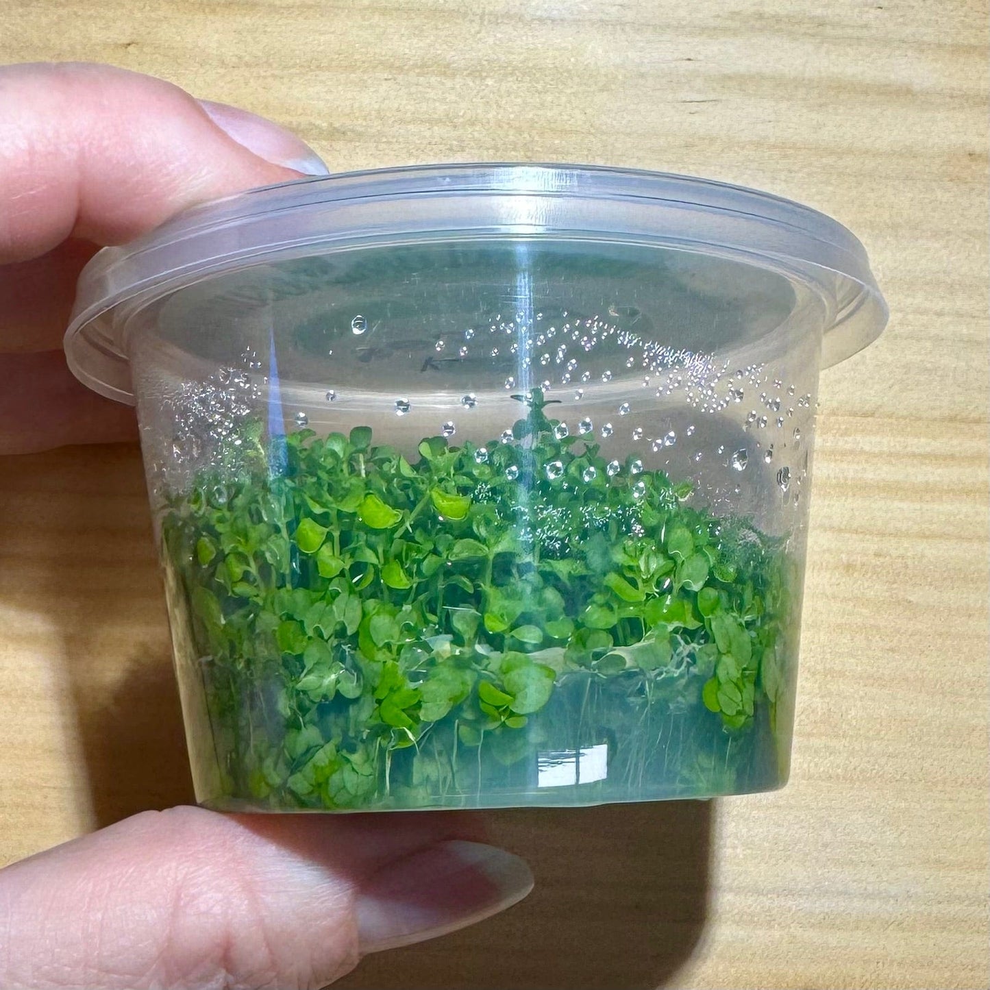 Pisces Enterprises Tissue Culture Micranthemum Umbrosum “Takashi Carpet” Tissue Culture