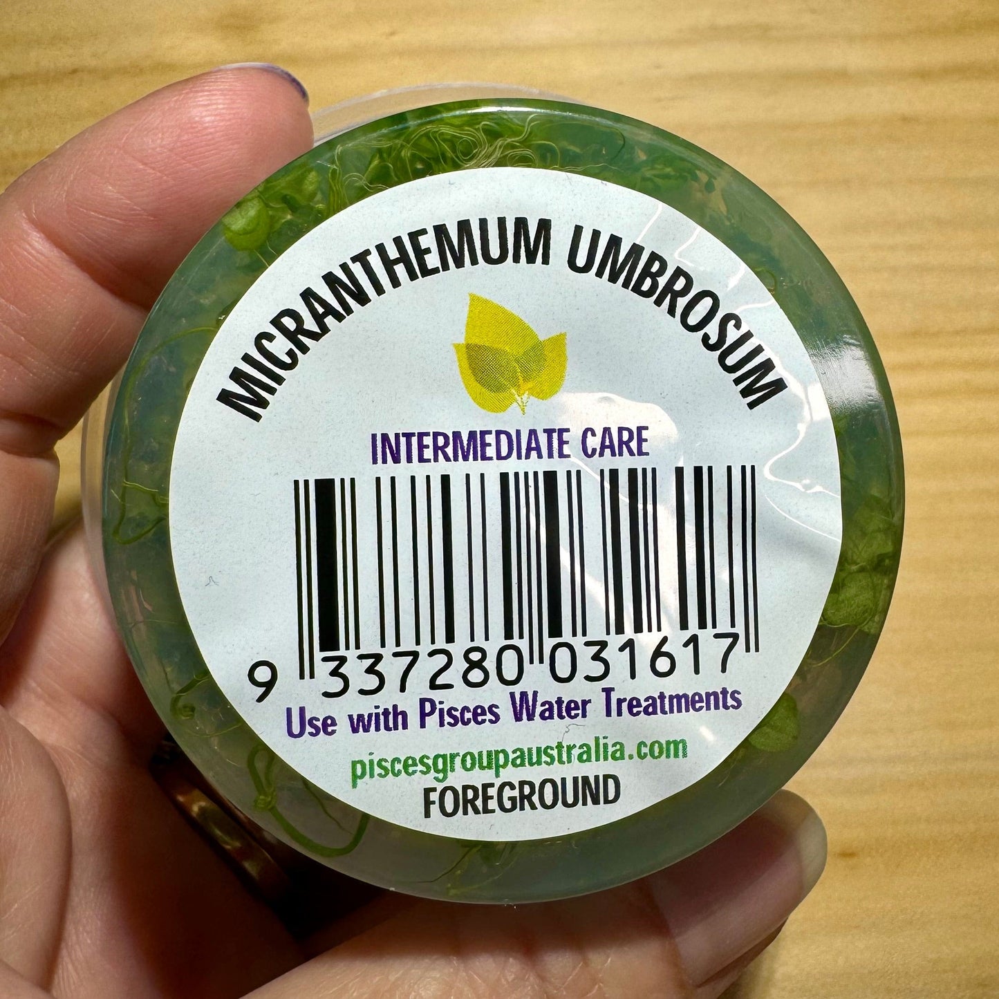 Pisces Enterprises Tissue Culture Micranthemum Umbrosum “Takashi Carpet” Tissue Culture