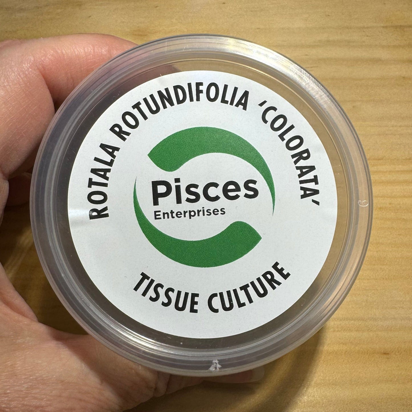 Pisces Enterprises Tissue Culture Rotala rotundifolia ‘Colorata’ Tissue Culture