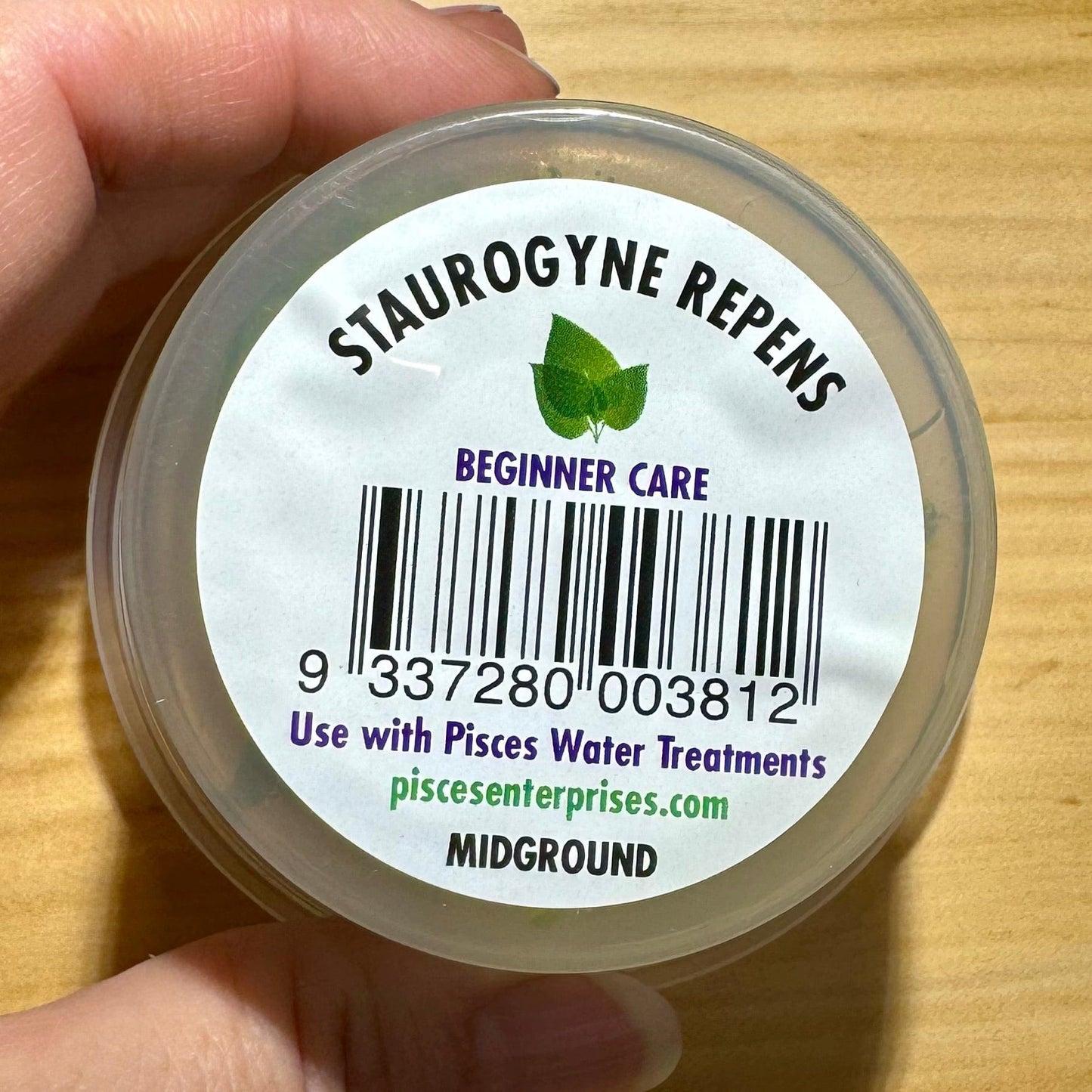 Pisces Enterprises Tissue Culture Staurogyne Tissue Culture