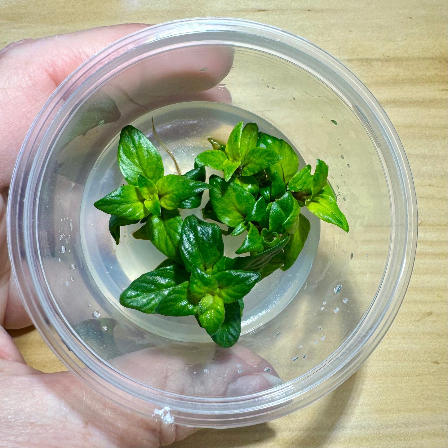 Pisces Enterprises Tissue Culture Staurogyne Tissue Culture