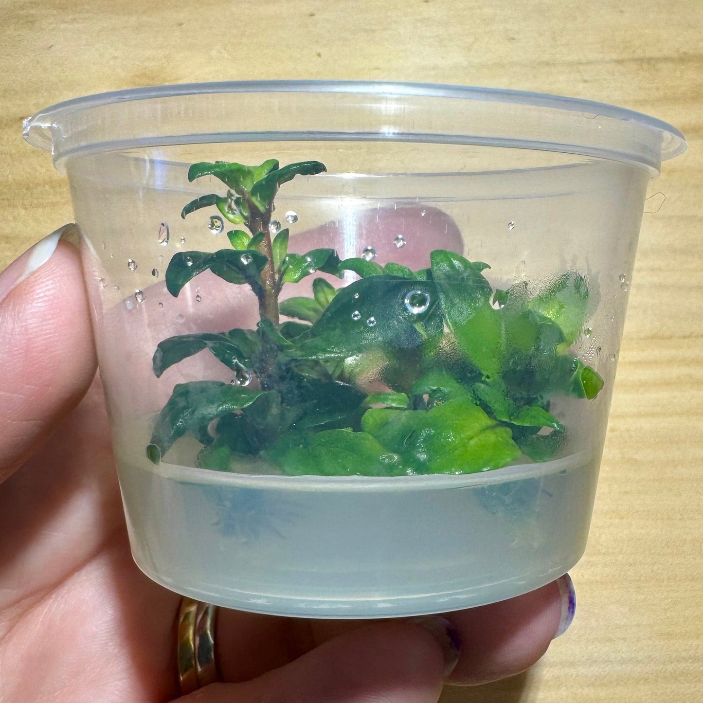 Pisces Enterprises Tissue Culture Staurogyne Tissue Culture