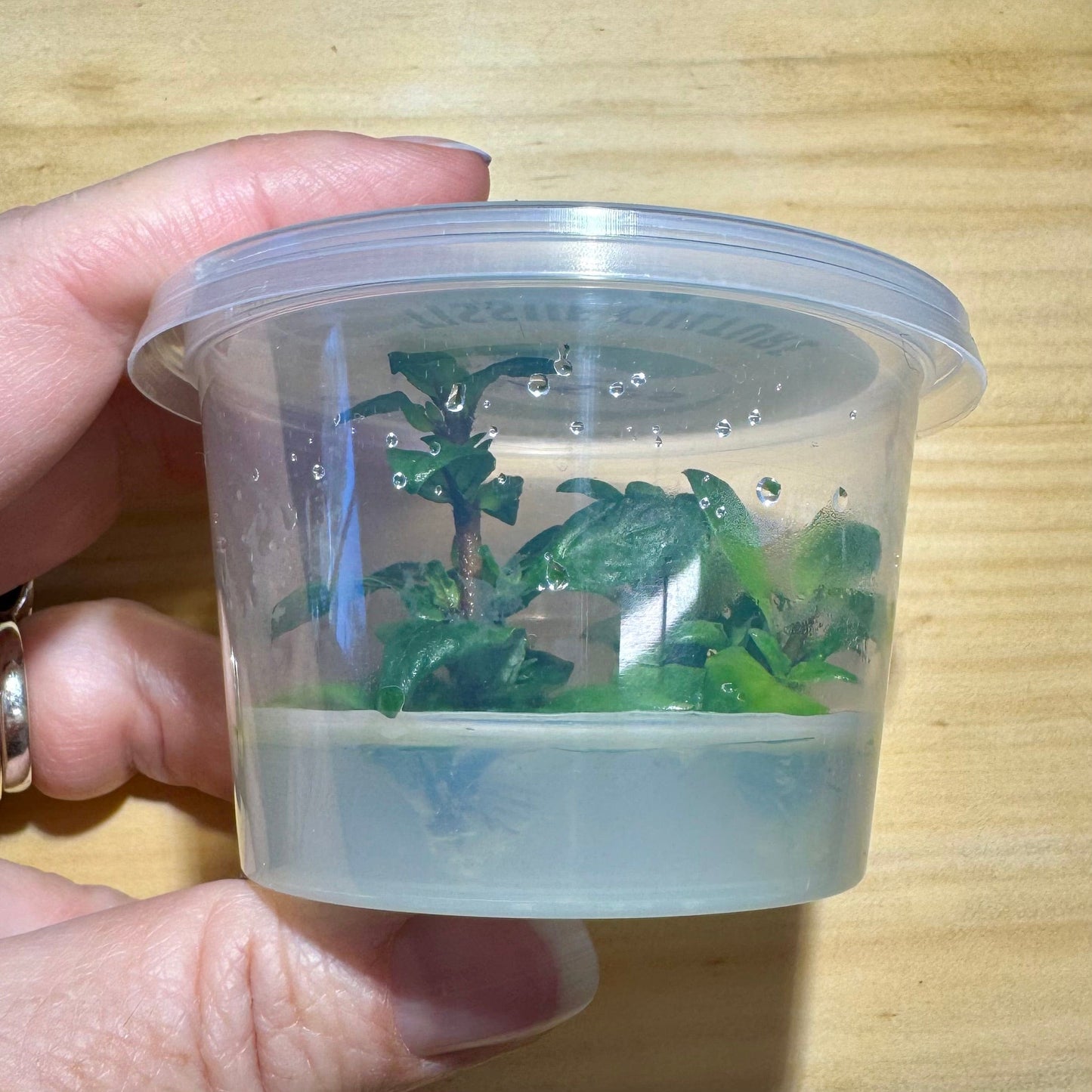 Pisces Enterprises Tissue Culture Staurogyne Tissue Culture