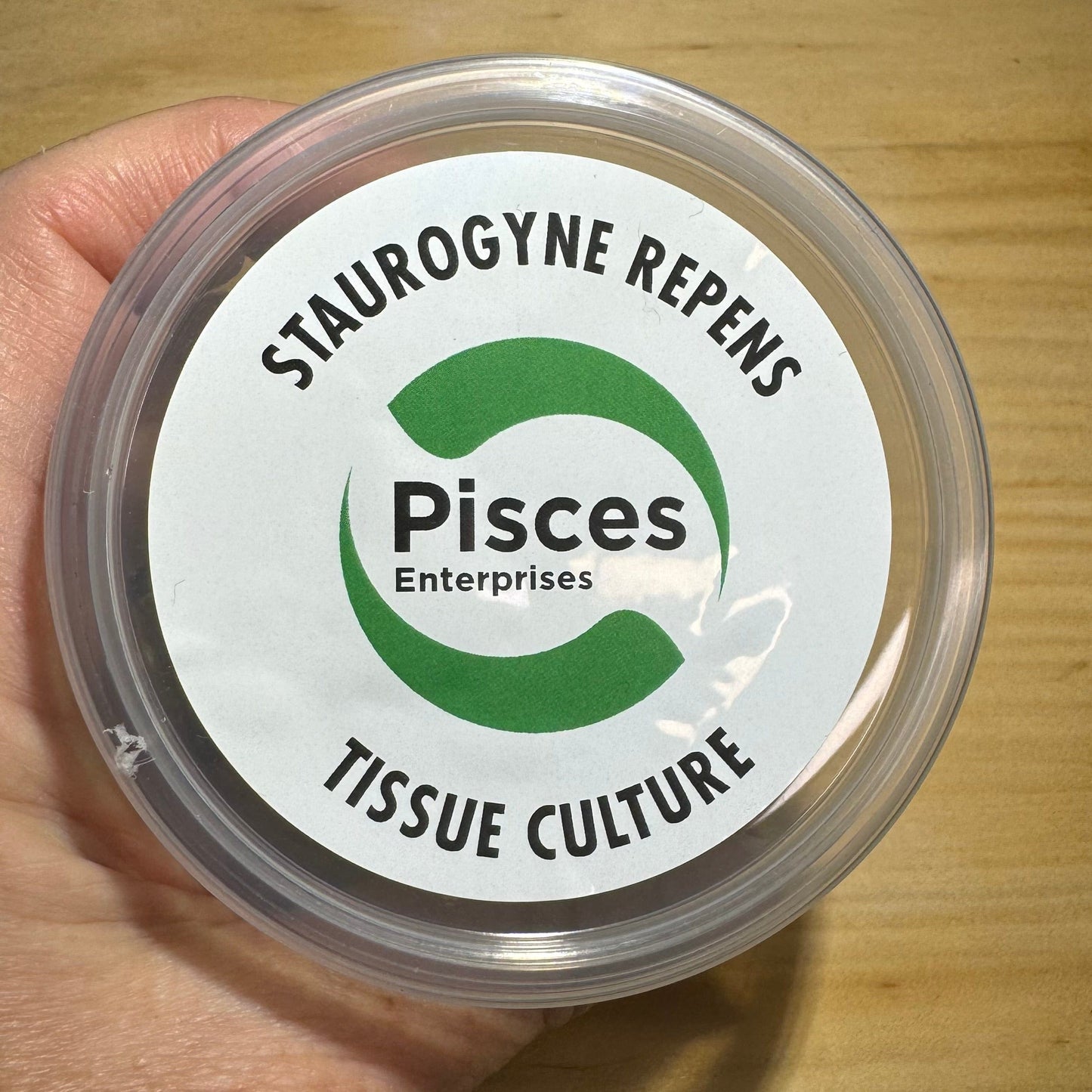 Pisces Enterprises Tissue Culture Staurogyne Tissue Culture
