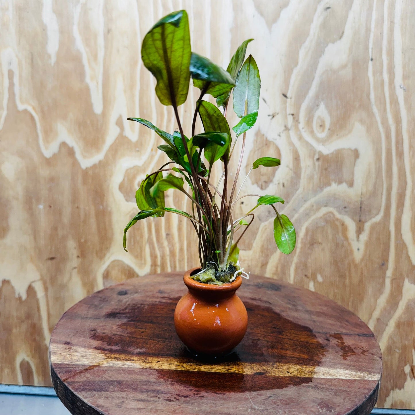 Scapeshop.com.au Vase Cryptocoryne Mi Oya Terracotta Vase Buy farm fresh Aquarium Plants Cryptocoryne Mi Oya Terracotta Vase
