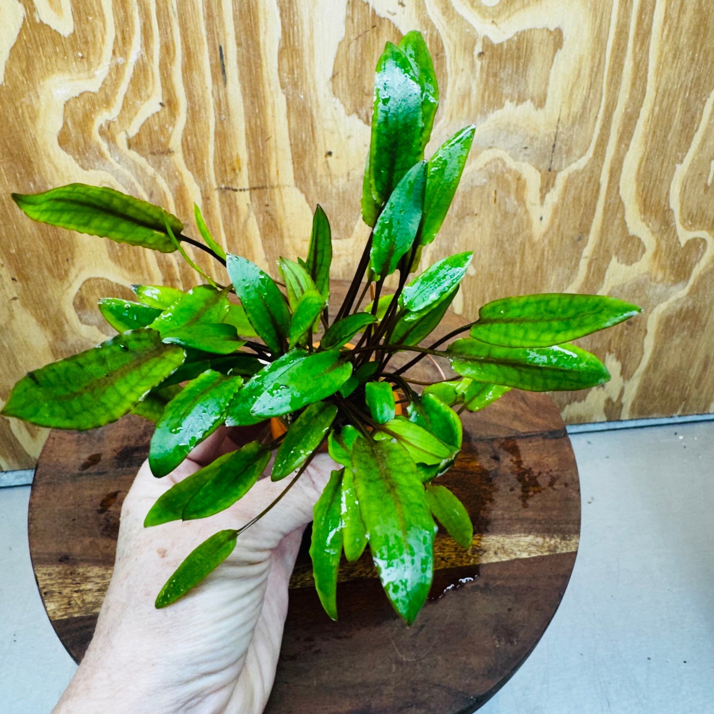 Scapeshop.com.au Vase Cryptocoryne Wendtii Tall Terracotta Vase Buy Aquarium Plants from our farm - Crypt Wendtii Tall Terracotta Vase