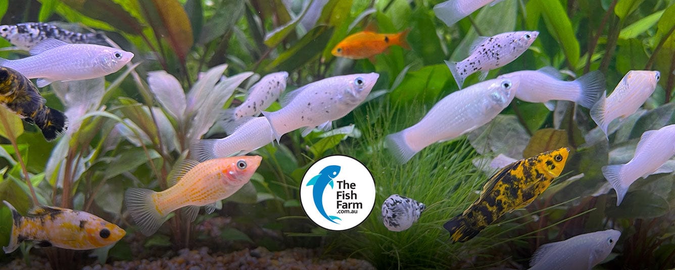 Aquarium Fish Tank